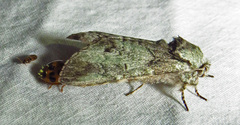 Macrurocampa marthesia