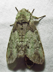 Macrurocampa marthesia