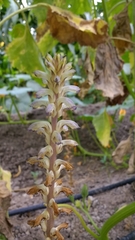 Orobanche cumana