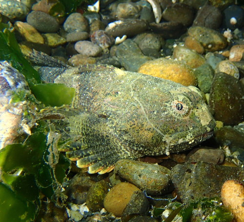 Buffalo Sculpin
