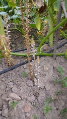 Orobanche cumana
