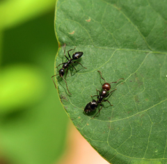 Camponotus sexguttatus