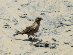 Passer domesticus