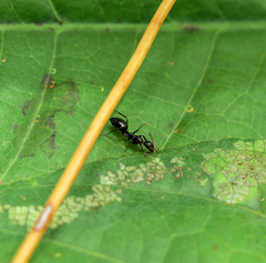 Camponotus sexguttatus