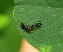 Camponotus sexguttatus