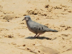 Columbina passerina