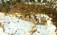 Artedius harringtoni