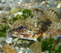 Chitonotus pugetensis