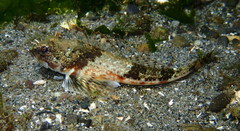 Chitonotus pugetensis