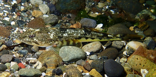 Pacific Staghorn Sculpin