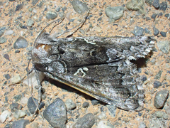 Syngrapha celsa