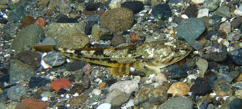 Pacific Staghorn Sculpin
