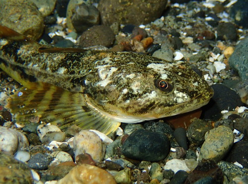 Pacific Staghorn Sculpin
