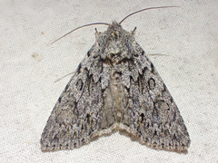 Andropolia aedon