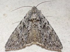 Andropolia aedon