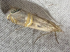 Euchromius californicalis