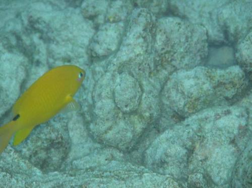 Stegastes aureus observed 2020-08-19