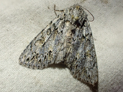 Andropolia aedon