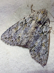 Andropolia aedon