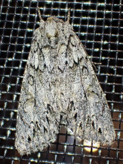 Andropolia aedon