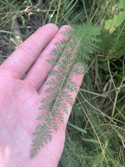 Achillea millefolium