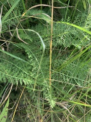 Achillea millefolium