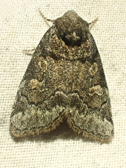 Cosmia praeacuta