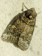 Cosmia praeacuta