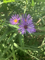 Symphyotrichum novae-angliae