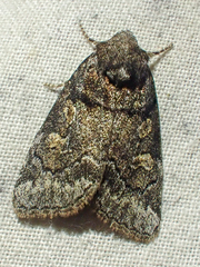 Cosmia praeacuta