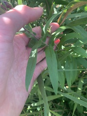 Symphyotrichum novae-angliae