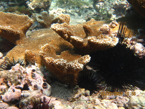 Elkhorn Coral, photo 7 of 10