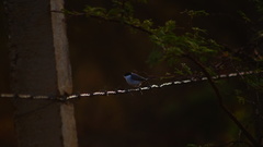 Polioptila albiloris