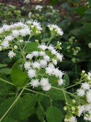 Ageratina altissima