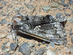 Syngrapha celsa