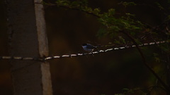 Polioptila albiloris