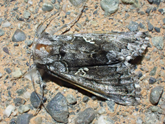 Syngrapha celsa