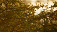 Polioptila albiloris