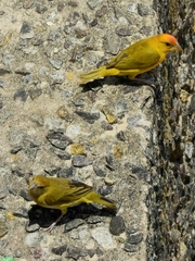 Sicalis columbiana