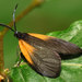 Orange-patched Smoky Moth - Photo (c) Katja Schulz, some rights reserved (CC BY)