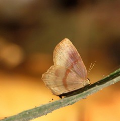 Euselasia eurypus