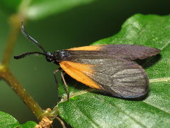 Pyromorpha dimidiata