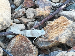 Sphingonotus azurescens
