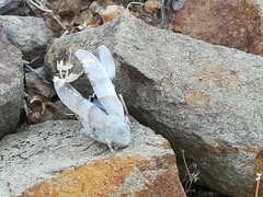 Sphingonotus azurescens