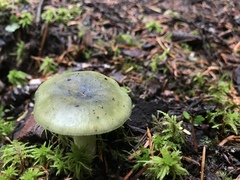 Russula graminea