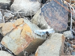 Sphingonotus azurescens