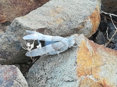 Sphingonotus azurescens
