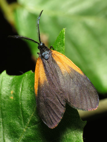 Orange-patched Smoky Moth
