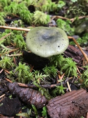 Russula graminea