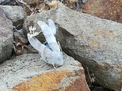 Sphingonotus azurescens